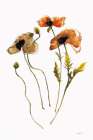 Autumn Orientals Vignette II Art Print by Shirley Novak