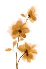 Golden Blooms II Art Print