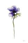 Purple Anemone II Coastal Print