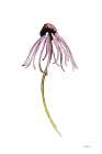 Echinacea I Art Print