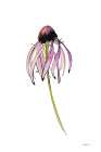 Echinacea II Art Print