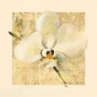 Exotic Floral III Crop Art Print