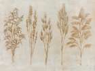 Amber Grains Minimalist Print