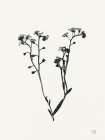 Field Journal Entry I Art Print
