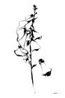 Ink Foxglove Art Print