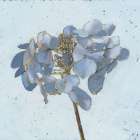 Golden Hydrangea Art Print