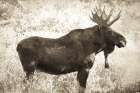 Medicine Bow Moose II Art Print
