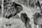 Horse Profile BW Art Print