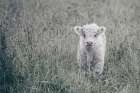 Meadow Calf Art Print