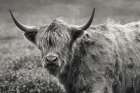 Highland Cow Spring Grazing Art Print