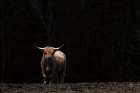 Highland Cow King of the Hill Art Print