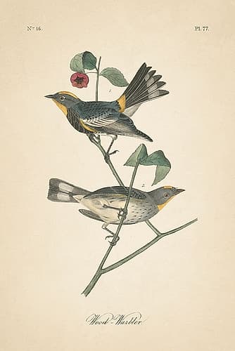 Vintage Warbler II Art Print