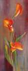 Flame Calla Lilies II