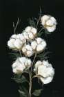 Vintage Stems of Cotton Art Print
