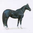 Black Horse Art Print