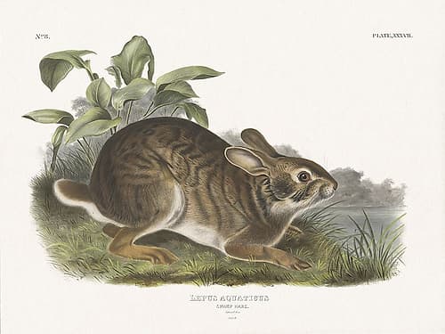 Cottage Hare I Art Print by Wild Apple Portfolio