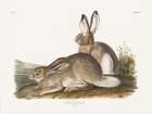Cottage Hare II Art Print