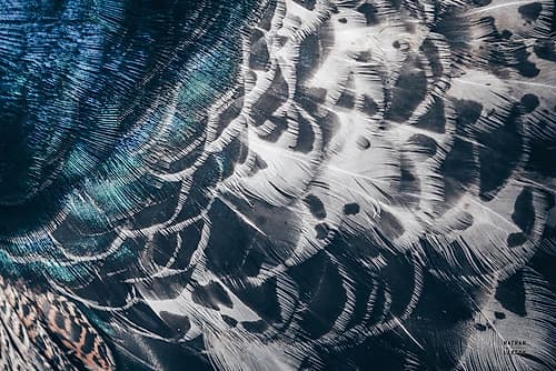 Peacock Study I Horizontal Art Print