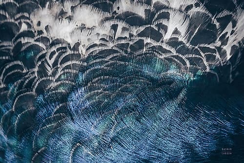 Peacock Study II Horizontal Art Print