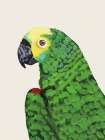 Parrot Head Light Art Print