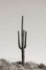 Saguaro Afternoon Art Print