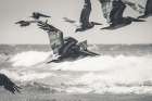 Pelican Beach Art Print