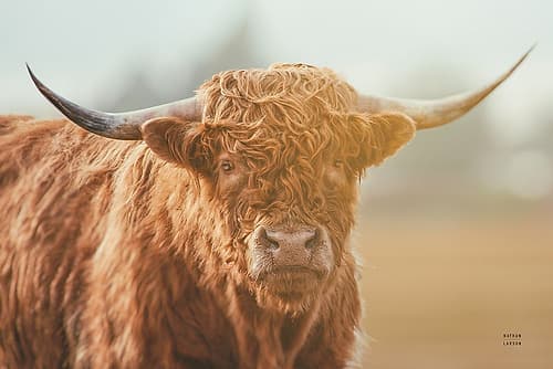 Highland Cow Pastures II Animals Print