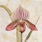 Orchid III Art Print