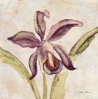 Orchid IV Art Print