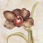 Orchid V Art Print