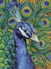 Peacock Profile Muted Art Print