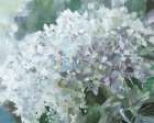 Subtle Shifts Hydrangea Art Print