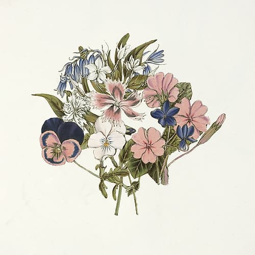 Pansy Party I Honeybloom Art Print