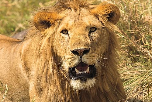 Lion Animals Print