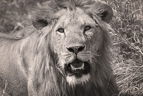 Lion BW Art Print