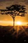 African Sunrise Art Print