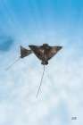 Eagle Ray Duo Art Print