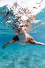 Hello Sea Turtle Art Print