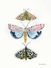 Pastel Moths I Art Print