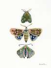 Pastel Moths II Art Print