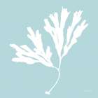 Seaweed I Art Print