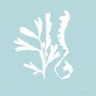 Seaweed II Art Print
