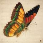 Vintage Yellow Butterfly Art Print