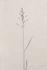 Wheat Grass I Art Print