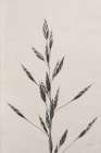Wheat Grass II Art Print