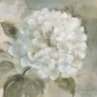Soft Hydrangea Art Print
