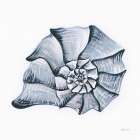 Coastal Harp Shell Navy Art Print