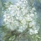 Twilight Hydrangea Art Print