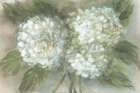 Hydrangea Bouquet Art Print