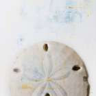 Sand Dollar Art Print